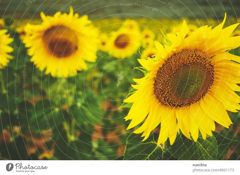Sunflower field crops in a sunny day sunflowers summer autumn oil agriculture beauty beautyful background image surface nature natural work farm backlight
