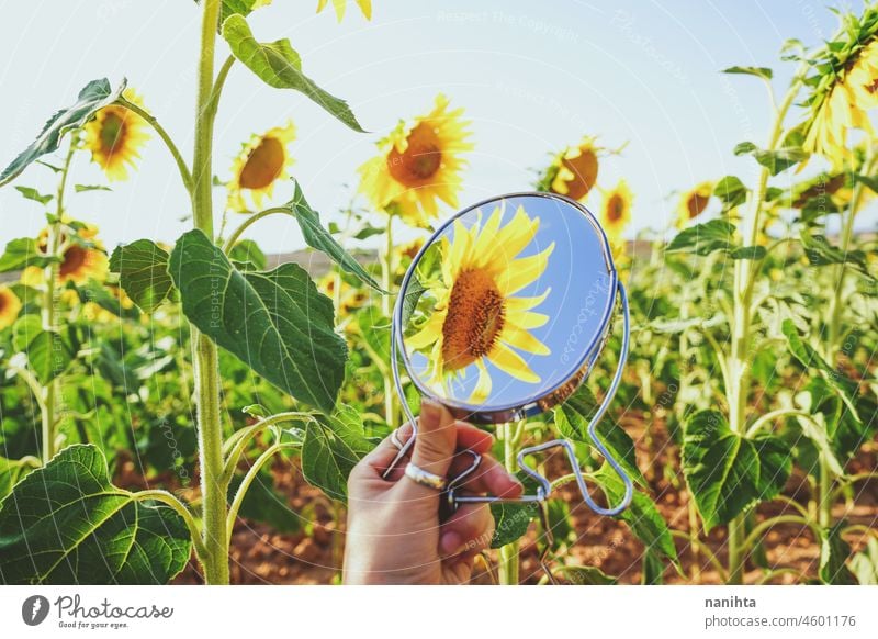 Sunflower field crops in a sunny day sunflowers summer autumn oil agriculture beauty beautyful background image surface nature natural work farm backlight