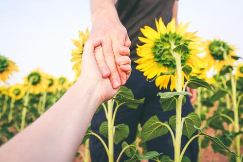 couple holding hands in a field of sunflowers loyalty work co-worker partner faithful love sustainability fair trade crops agriculture beautiful emotion