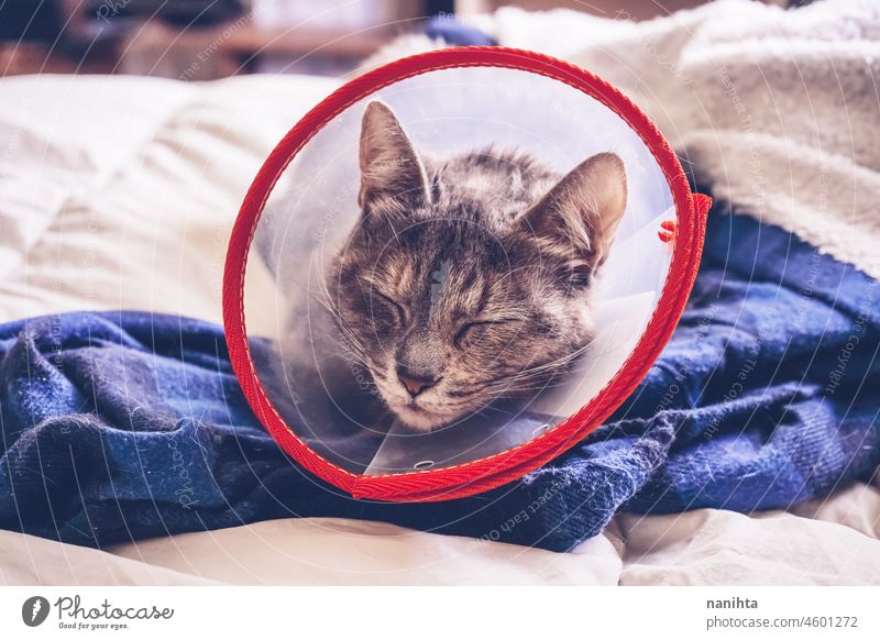 Gray cat wearing a protective collar at home after a surgery vet cone elisabethan collar ill injuries sad sadness hospital veterinary veterinarian health pet