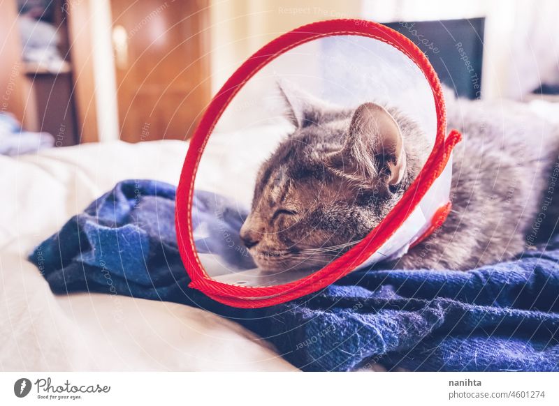 Gray cat wearing a protective collar at home after a surgery vet cone elisabethan collar ill injuries sad sadness hospital veterinary veterinarian health pet