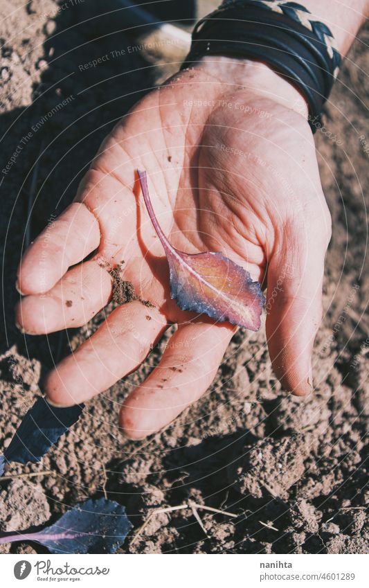 Man hands holding leaves from his crops sprouts food planting farming till tilled soil earth plants organic bio harvest cultivating harvesting agriculture