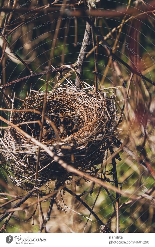 Close up image of an empty nest bird nature natural life close close up sun sunny background wallpaper backdrop organic branches tree macro photography wild