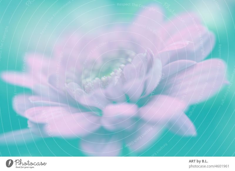 Through the flower Flower Blossom Decent Delicate Noble dahlia flowery pastel floral picture