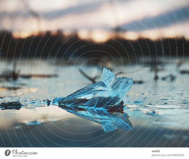 glacial melting Ice slice Small Near Winter Frozen Puddle Cold Frost Exterior shot Deserted Colour photo Water Day Nature Close-up Ice structure chill Abstract