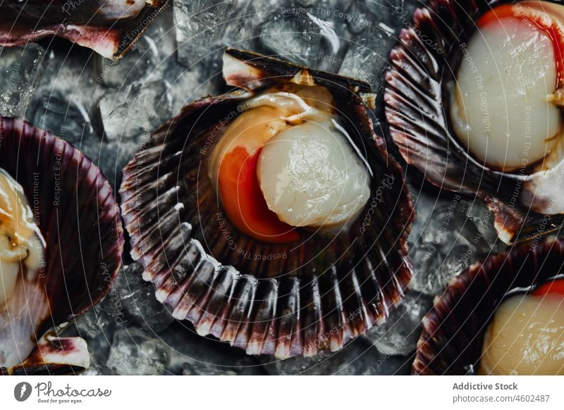 Delicious scallops served on shells against dark table seafood seashell ice nutrition delicious gourmet fresh cuisine tasty yummy appetizing shellfish natural