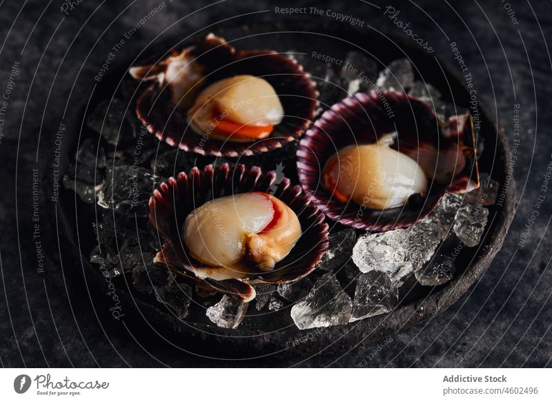 Delicious scallops served on shells against dark table seafood seashell ice nutrition delicious gourmet fresh cuisine tasty yummy plate appetizing shellfish