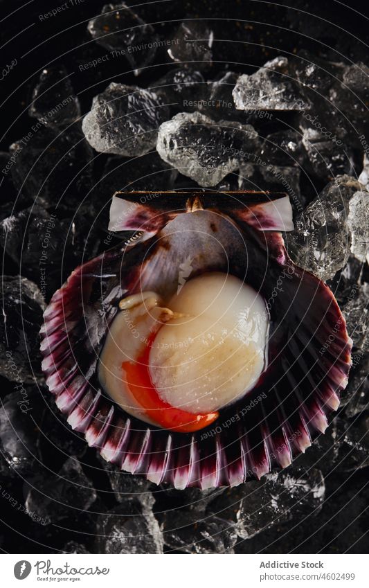 Delicious scallop served on shell against dark table seafood seashell ice nutrition delicious gourmet fresh cuisine tasty yummy appetizing shellfish natural