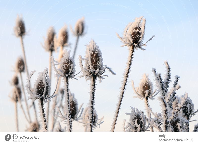 dried up seed heads of wild cardoon covered with hoarfrost Teasel Plant seed stand Faded Shriveled Hoar frost ice crystals chill Winter Frost Frozen