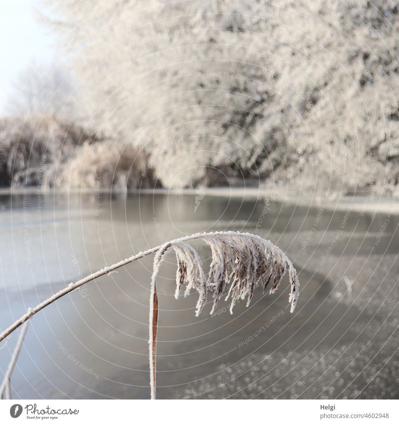 Reed grass with hoarfrost in front of frozen lake and hoarfrost covered trees reed reed grass Hoar frost Lake Frozen Lakeside Winter chill Frost Morning