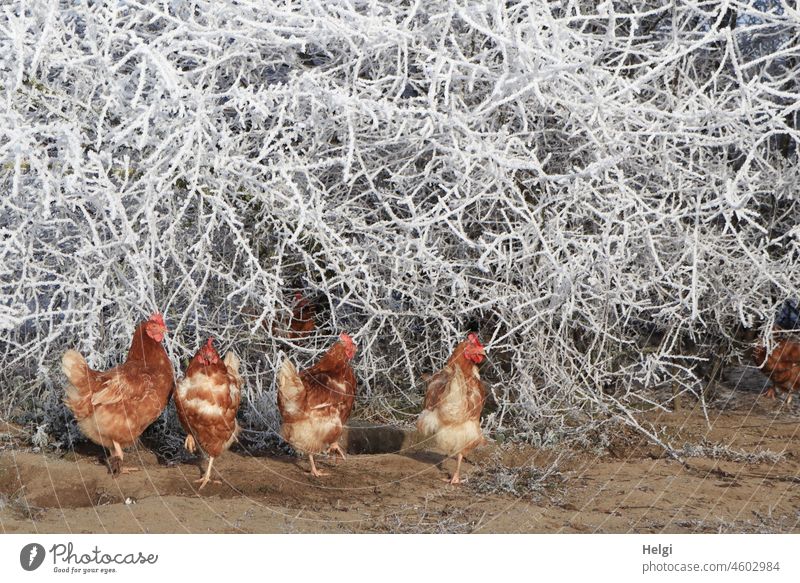 cold feet - several chickens standing in the sunlight on sandy ground in front of hoarfrost covered bushes fowls hühnerhof Discontinuation Bushes Hoar frost