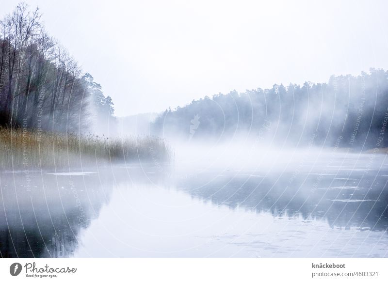 fog over frozen lake Lake Lakeside Winter Brandenburg Calm Forest reed Fog Frozen surface