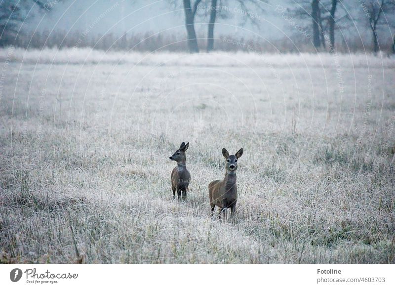 2 deer stand amazed in a frosty winter landscape and look around. Roe deer Wild animal Animal Exterior shot Colour photo Nature Deserted Day Meadow naturally