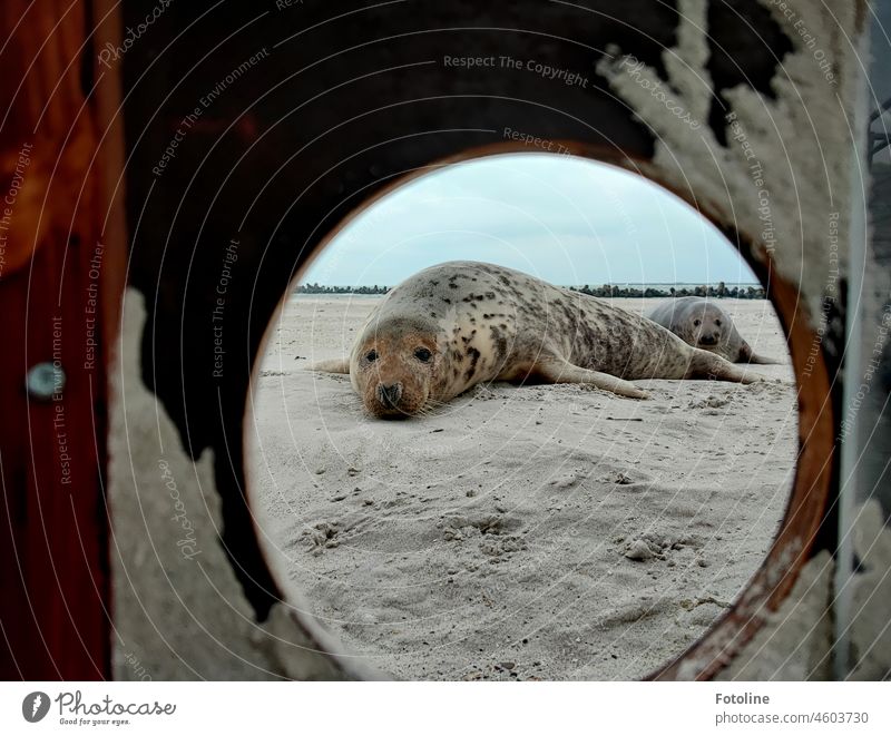Looking through the keyhole - the grey seals look through the hole and see... right, me! Gray seal Animal Nature Wild animal Colour photo Exterior shot Day