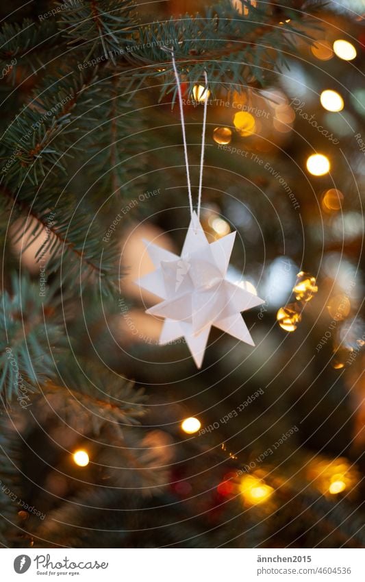 white Fröbel star on a white string hangs in the fir tree Stars Christmas Moravian star Christmas tree decorations Fir tree Season Winter celebrations clearer