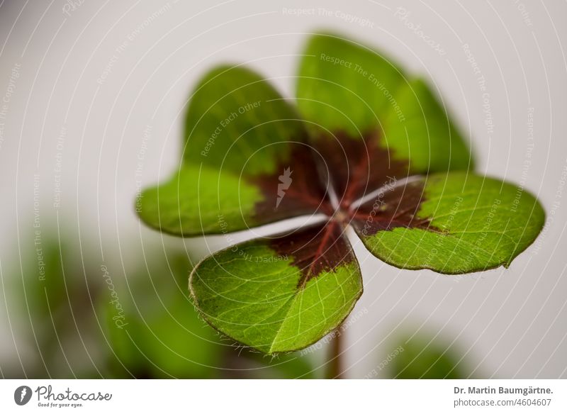 Oxalis deppei, syn. Oxalis tetraphylla, "lucky clover"; bulbous plant from South America Four-leafed clover Plant Leaf four-part symbol of luck bulb flower