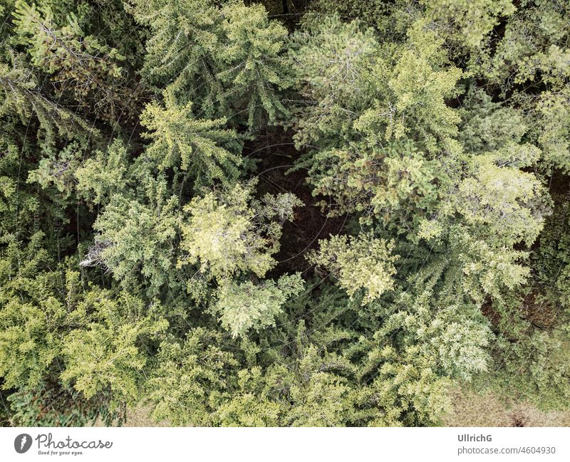 Coniferous grove in winter without snow, aerial view by drone. forest woods tree nature coniferous downview droneview overlooking drone flight looking down