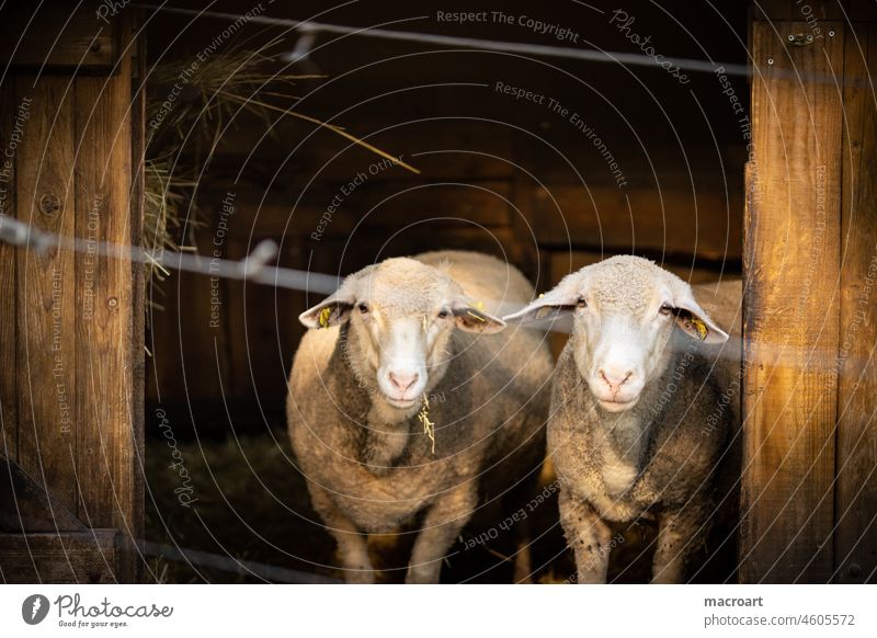 Sheep in captivity - symbolism corona Quarantine Captured Fence Lamb's wool Wool Ecological organic Zoo Married couple Farm Couple sheep Matrimony Relationship