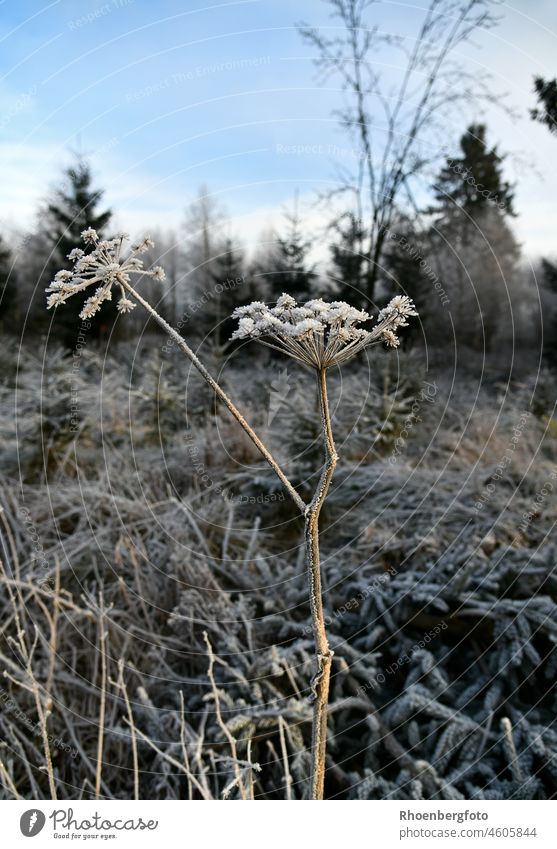 Droughty plant covered with frost, on a beautiful winter day in the Hochrhön Rhön hoot Plant Chervil Climbing Notch beaver nella Forest forest Winter December