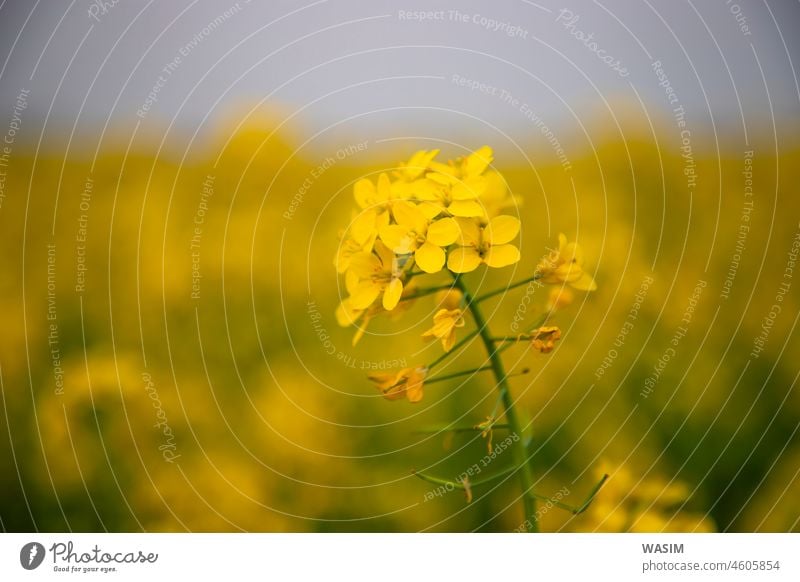 Close-up focus a Yellow Mustard Flower with Blurry Background Natural view flower yellow nature spring flowers plant field blossom summer agriculture canola