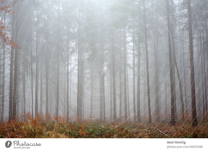 Fog in the spruce forest Forest Landscape Deserted Colour photo on one's own Nature Loneliness Day Plant Hiking trees Flare Autumn Automn wood Autumnal weather