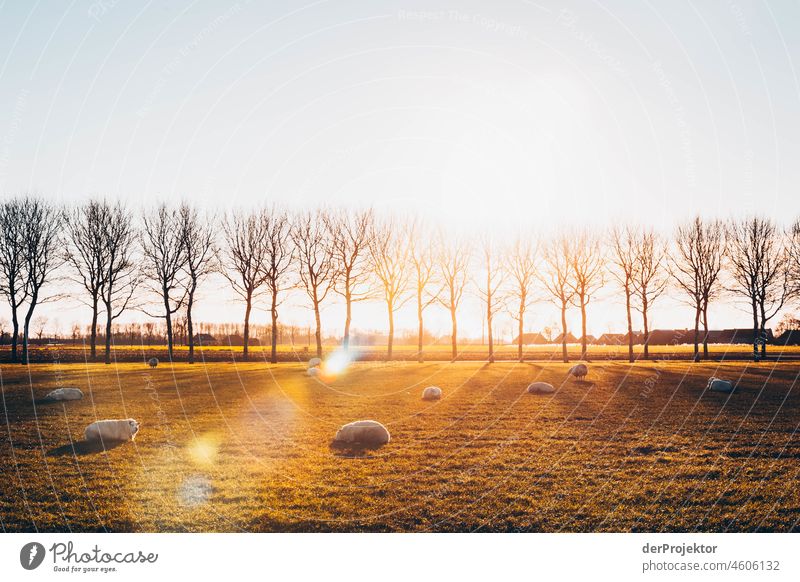 Avenue of trees in the sunrise with sheep in Friesland II Unwavering Vacation & Travel Tourism Trip Far-off places Environment Joie de vivre (Vitality) Life