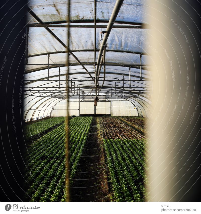 Greenhouse, III plants Arrangement poles Rotunda Plastic Architecture Building door Roof sunny Agriculture food production acre Winter clear Fresh Protection