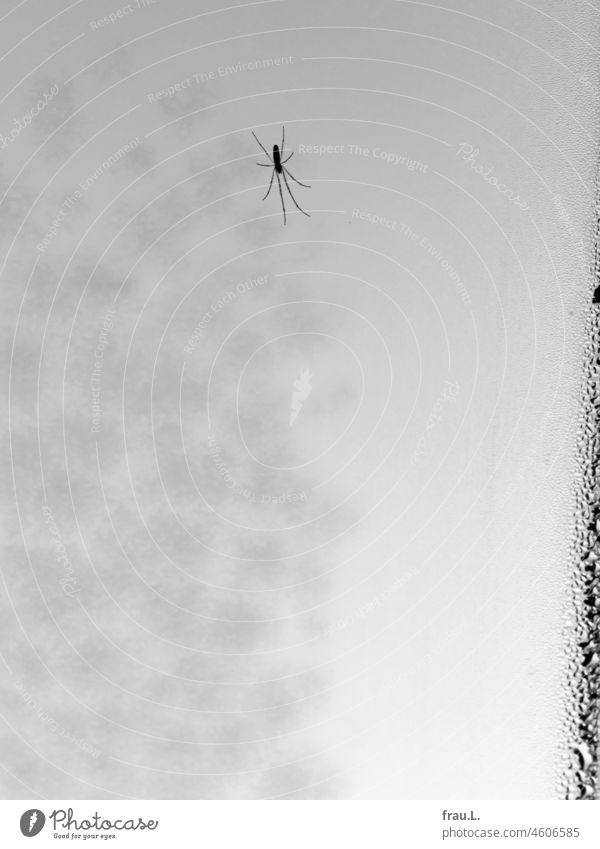 small spider Window Spider ice crystals Winter Cold Drops of water Insect