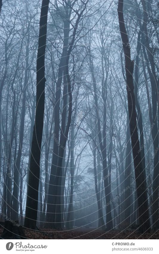 Forest & Fog I Winter Fear trees Twilight off Dreary opaque Gray