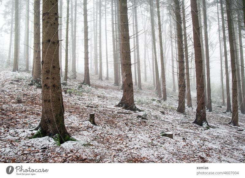 Trees in winter forest with slant on slope, some fog and snow Winter trees Forest Snow Tree trunk Wood Fog foggy Brown White Green slanting Nature Frost