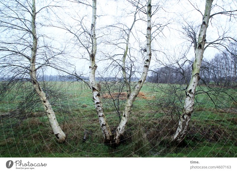 4 Graces Birch tree Tree Bog Rain Sky Horizon Wet Weather Cold chill Meadow Willow tree fellowship Nature