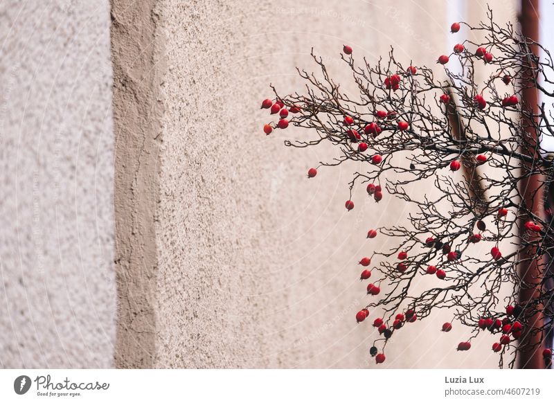 Last red berries in front of a bright facade Winter Autumn Berries Red Facade House (Residential Structure) house wall Nature Plant naturally Fruit