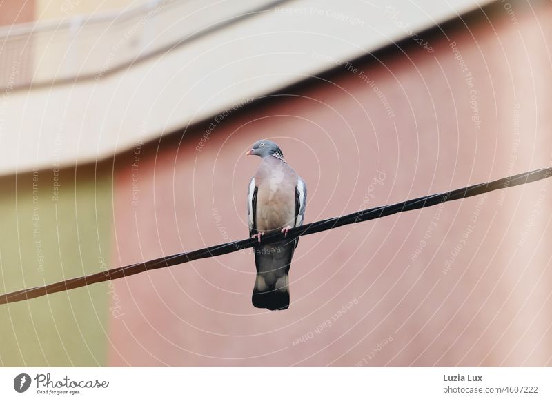 A pigeon sits on a cable in front of a high-rise building in the 60s look, looks to the left Pigeon dove bird Bird plumage Drawing Facade City pretty Claw