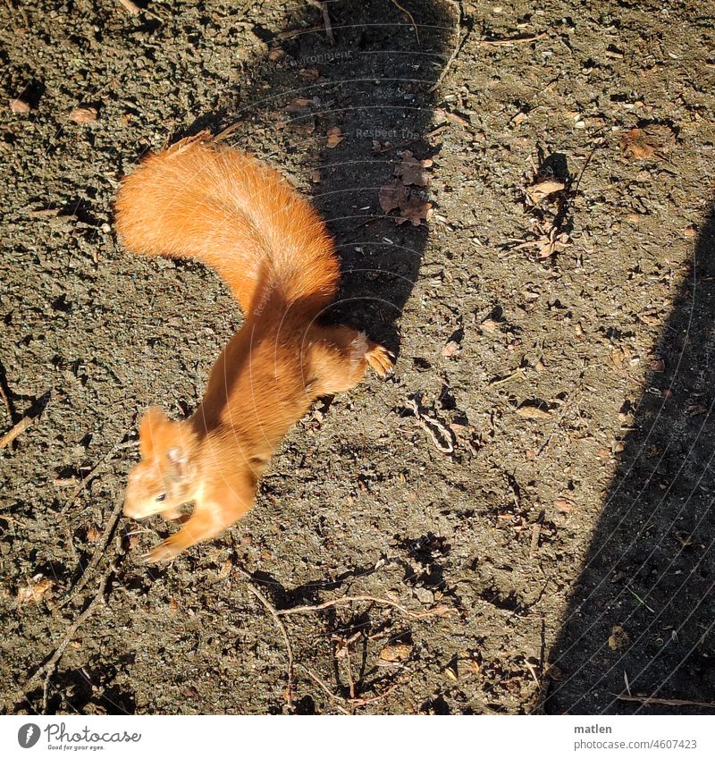 squirrels Squirrel absconding Brown Earth Ground Wild animal Colour photo Exterior shot Rodent Visual spectacle Shadow Sunlight