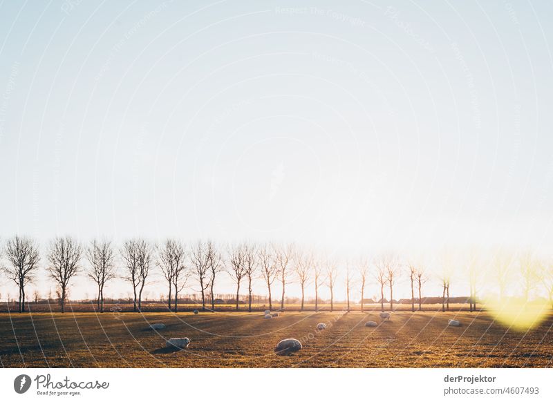 Avenue of trees in the sunrise with sheep in Friesland I Unwavering Vacation & Travel Tourism Trip Far-off places Environment Joie de vivre (Vitality) Life