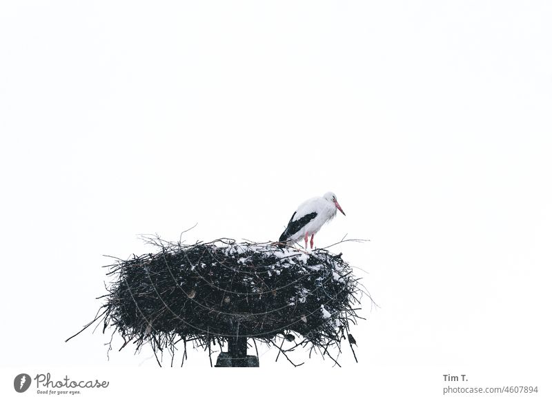 a stork sits in the snowy eyrie Stork Snow Eyrie Bird Animal Nest Exterior shot Colour photo Deserted Wild animal Nature Copy Space top White Stork Day