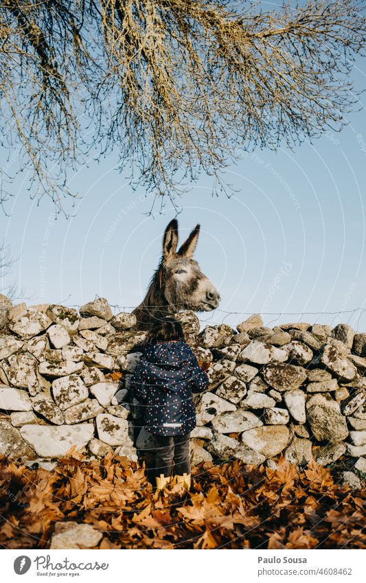 rear view child looking to donkey Rear view Child Girl Looking Donkey foal Exterior shot Colour photo Infancy Nature Day Animal Human being Light travel holiday