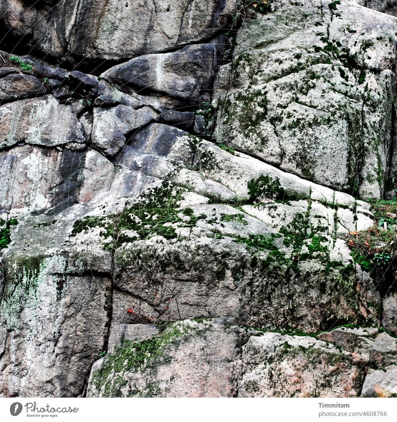 Rocks with delicate decor Wall of rock stone Gray Fractions cracks lines vegetation scantily Green Nature Deserted Stone Bleak Exterior shot