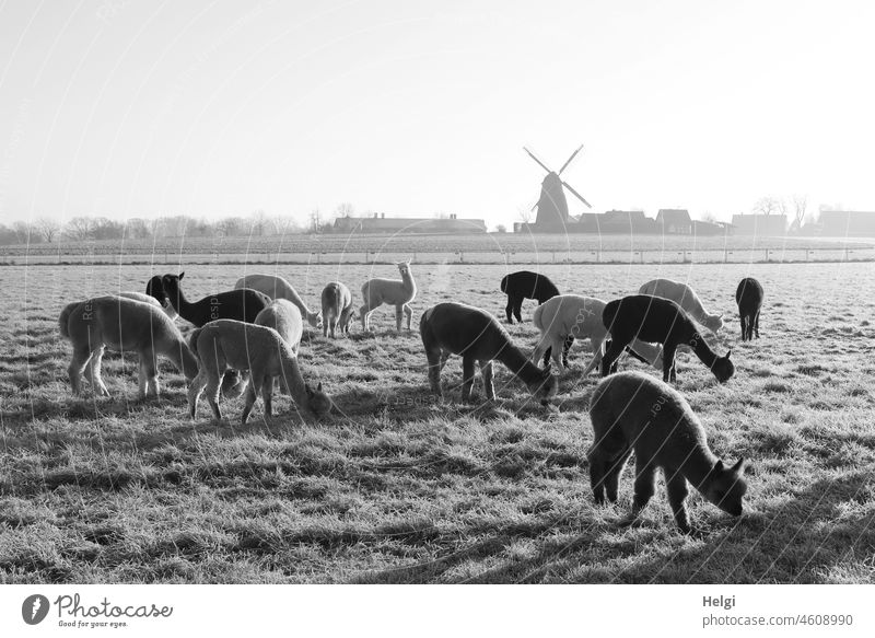 Alpaca herd grazing in the morning sun on a meadow covered with hoarfrost, in the background a windmill. Black and white shot. Animal Winter Frost chill