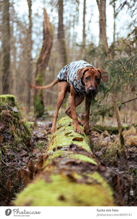 frightened dog balancing over a log balance anxiously Sweater Dog Forest Animal outdoor hunting training boyfriend youthful short-haired Hound Purebred dog