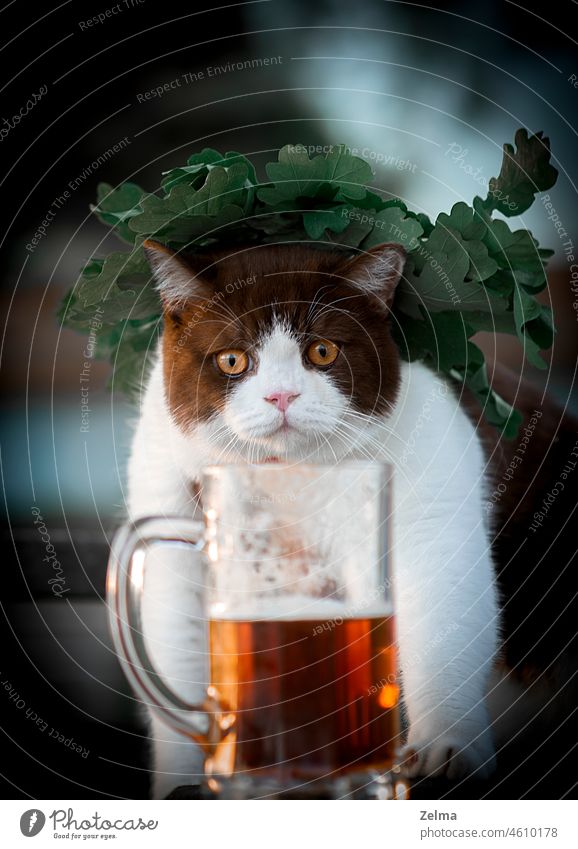 Funny british shorthair cat with beer mug and green wreath Cat British Shorthair drink drinking Oak leaf Wreath Crown fun face head pet domestic animal