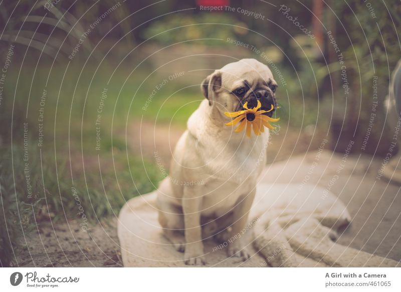 Animal I is what? Pet Dog Pug 1 To hold on Flower Gesture Healthy Eating Posture Exasperated Boredom Gift Bouquet Subdued colour Exterior shot Experimental
