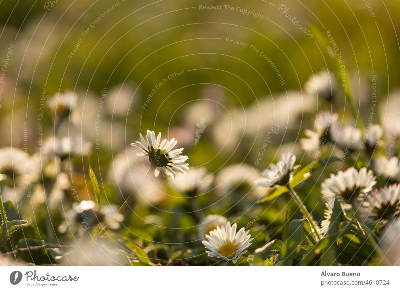 White flowers with purple tips, of the species Bellis perennis, or daisy, against the light, in spring, in the Parque del Buen Retiro in Madrid, Spain the daisy