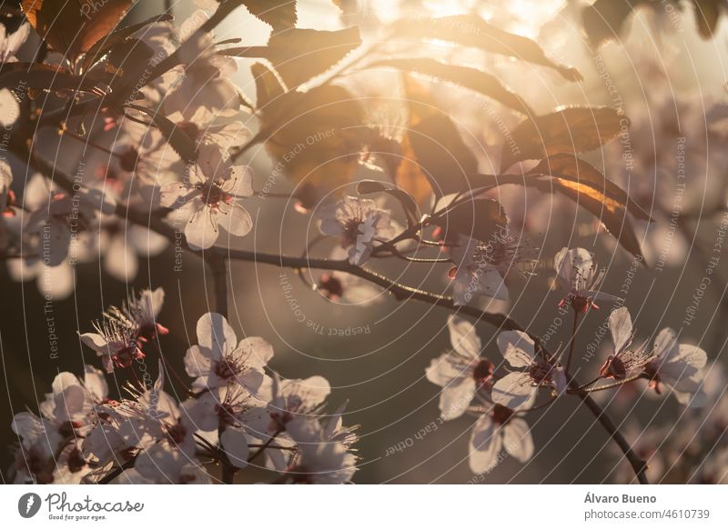 Flowers of the species Prunus cerasifera or cherry plum, hanging, against the light, from the branches of its tree, in spring, in the Parque del Buen Retiro in Madrid, Spain