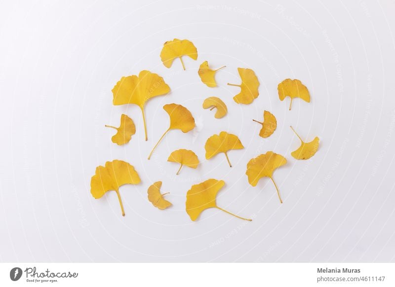 Orange golden dry Ginkgo leaves on white background. Top view minimalistic, elegant floral arrangement. Ginkgo biloba flat lay. above abstract asian autumn
