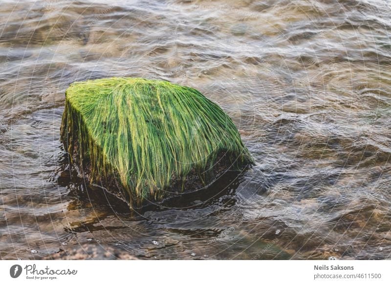 waves splashes around moss covered boulder in Baltic sea abstract background baltic sea beach beautiful beauty blue brook clean coast creek detail europe flood