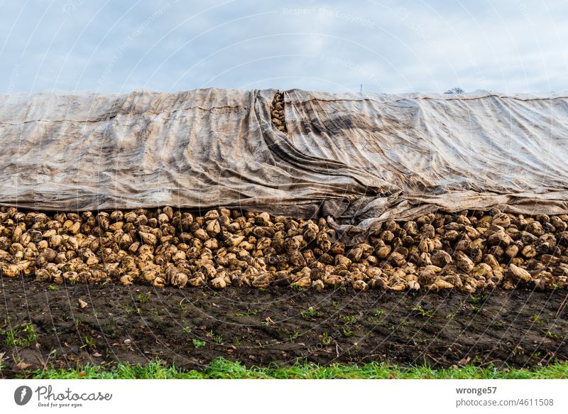 Sugar beets covered with tarpaulins and protected from frost lie piled up at the edge of the field waiting to be transported to the sugar factory Sugar Beets