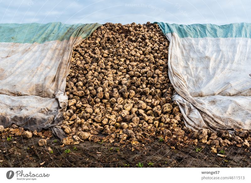 Sugar beets covered with tarpaulins and protected from frost lie piled up at the edge of the field waiting to be transported to the sugar factory Sugar Beets