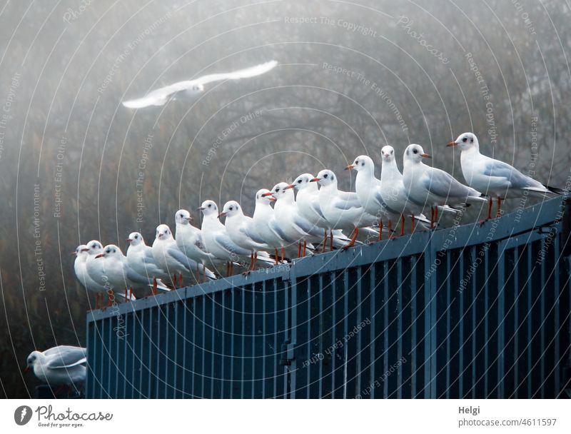 many laughing gulls stand side by side on a fence, one flies around in the fog Seagull Black-headed gull Many Stand Fence Fog Bird Flying Wait Autumn foggy