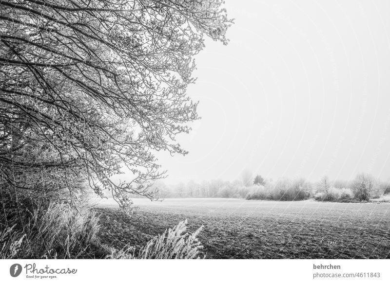 mature examination Branches and twigs Black & white photo Snowfall White Calm Nature Environment Meadow Field Forest Winter Landscape Frost trees